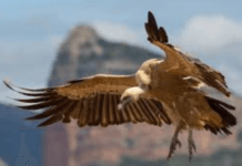 শকুনের ধারালো নখ ও থাবার আঘাতে আহত, হাসপাতালে ভর্তি শকুনের ধারালো নখ ও থাবার আঘাতে আহত, হাসপাতালে ভর্তি