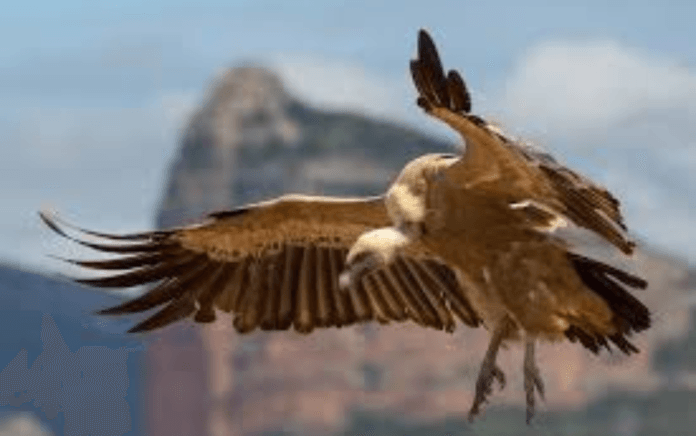 শকুনের ধারালো নখ ও থাবার আঘাতে আহত, হাসপাতালে ভর্তি